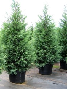 leyland cypress cupressocyparis