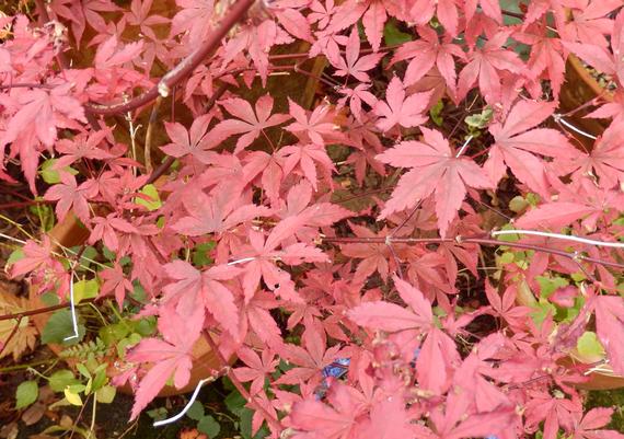 Portland Rose Garden