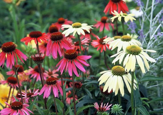 Rosa 'Hotel California' Hybrid Tea Rose