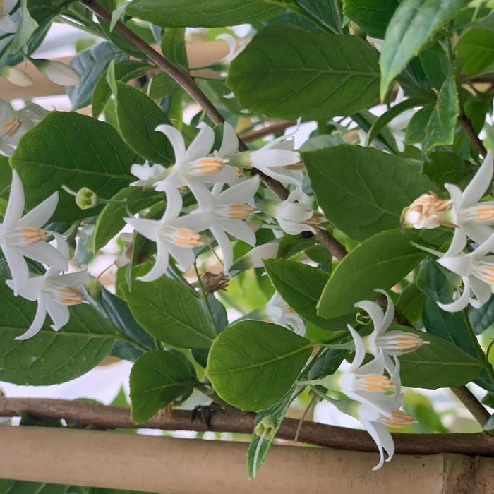 Styrax Stairway to Heaven&reg; 