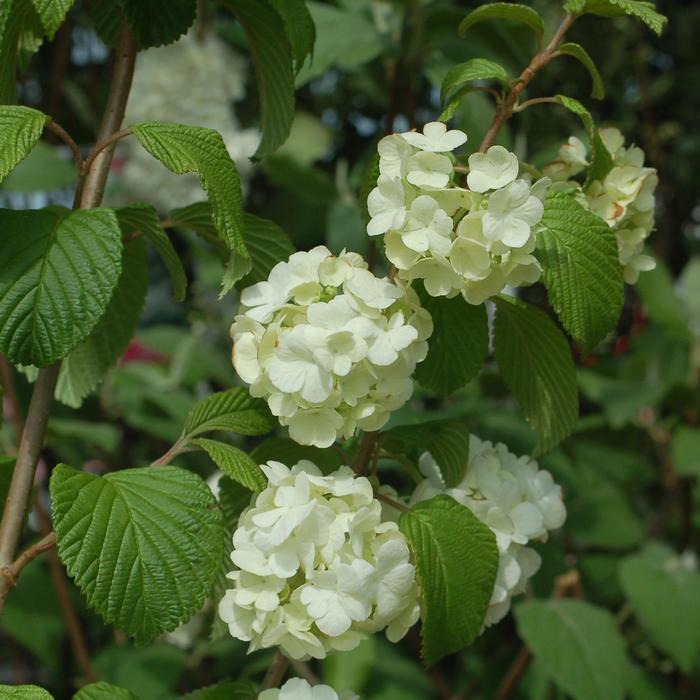 Viburnum plicatum f. plicatum Popcorn
