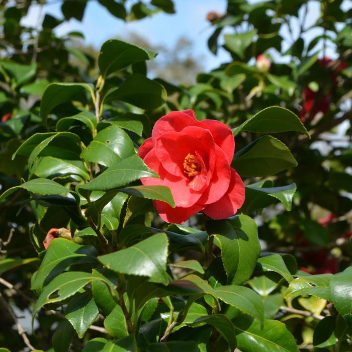 Camellia japonica Greensboro Red