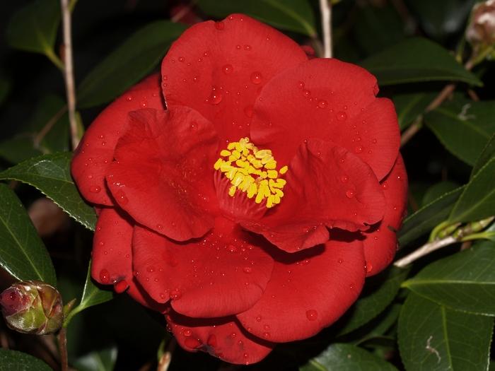 Camellia japonica Royal Velvet