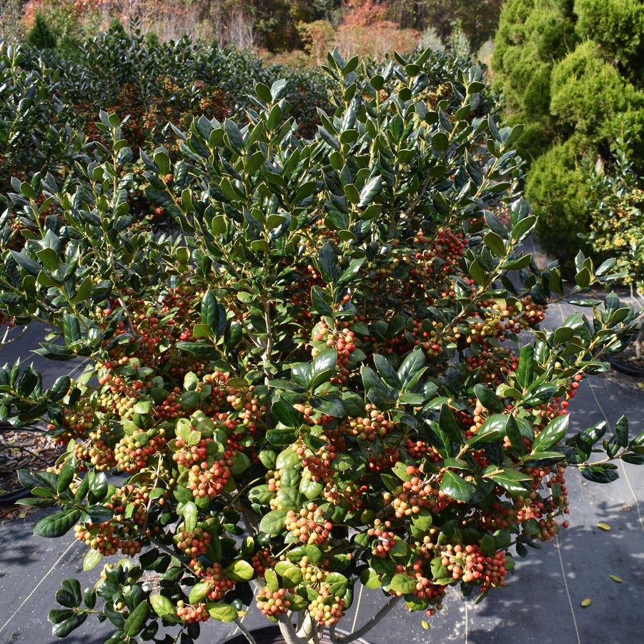 Ilex cornuta 'Burfordii' - Holly from Southeastern Growers Website