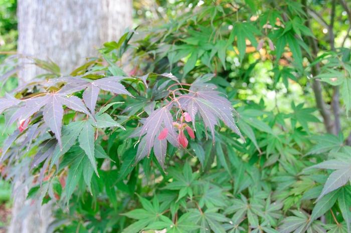 Acer palmatum Atrolineare (Filifera Purpurea)