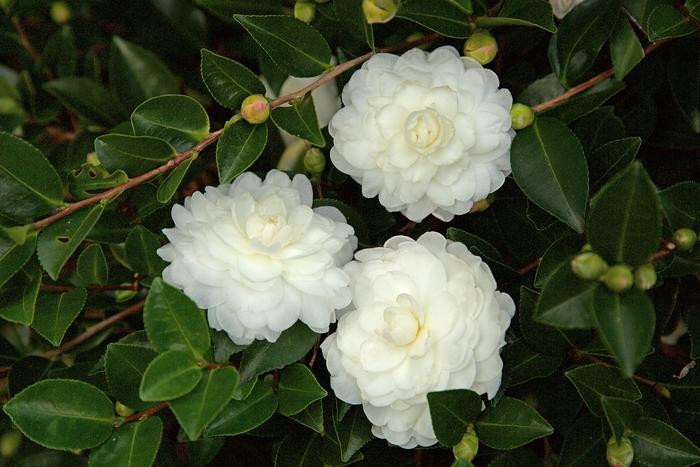 Camellia sasanqua October Magic&reg; White Shi-Shi