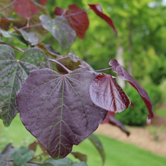 Cercis canadensis Midnight Express&reg;