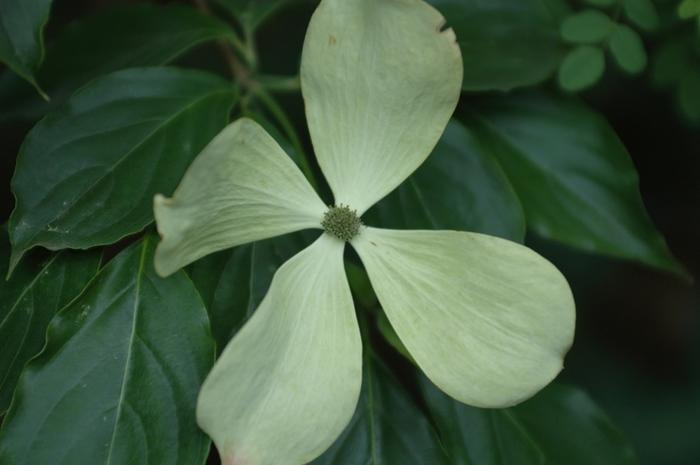 Cornus Constellation&reg;