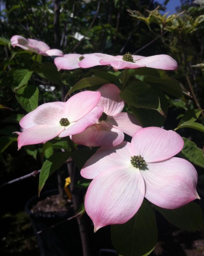 Cornus Stellar Pink&reg;