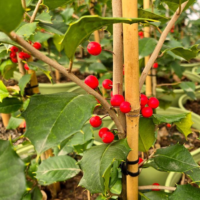 Ilex opaca Satyr Hill