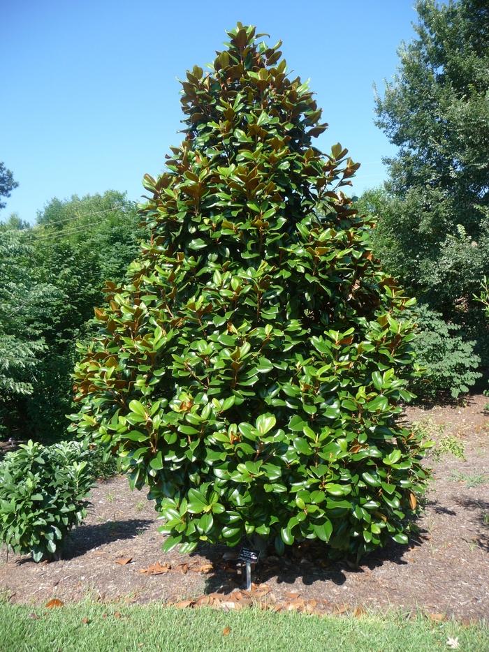 Magnolia grandiflora Teddy Bear&reg;