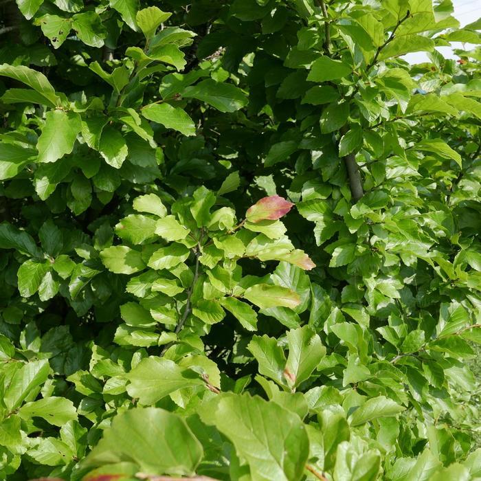 Parrotia persica Persian Spire&trade;