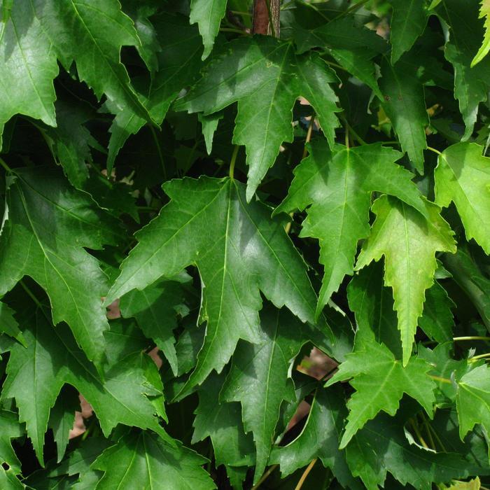 Acer rubrum Armstrong Gold&trade;