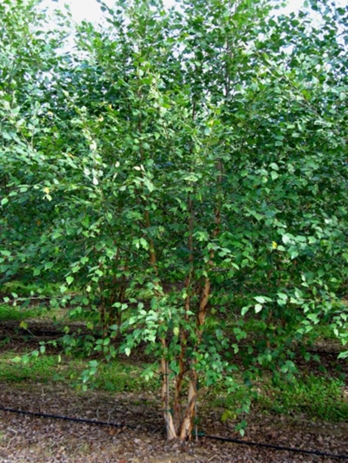 Betula nigra Dura Heat&reg;