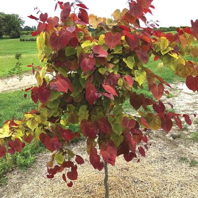 Cercis canadensis Flame Thrower&reg;
