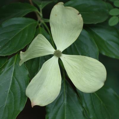 Cornus Constellation&reg;