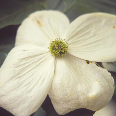 Cornus Venus