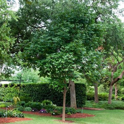 Fraxinus pennsylvanica Urbanite