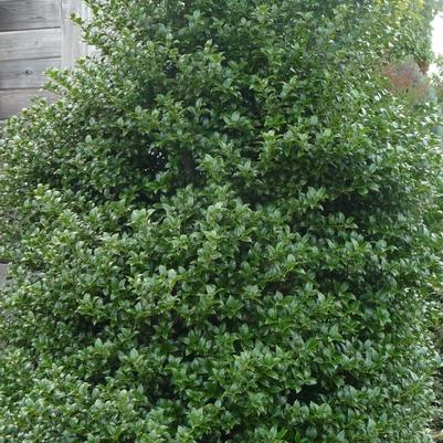 Ilex x latifolia Miss Patricia