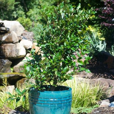 Ligustrum japonicum Recurvifolium