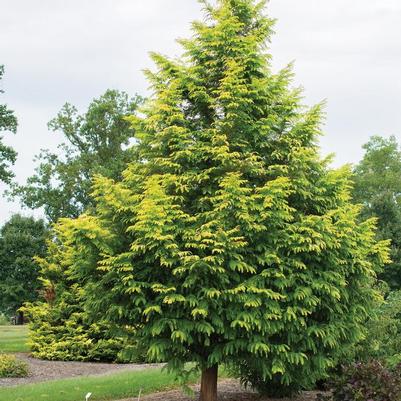 Metasequoia glyptostroboides Amber Glow&trade;