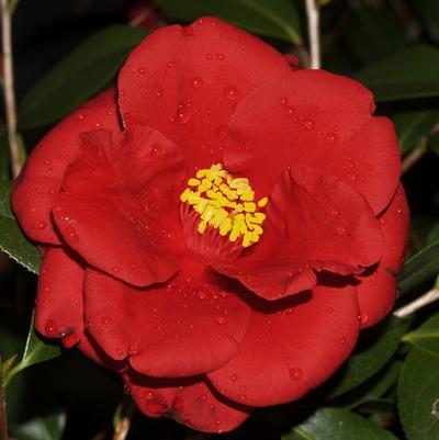 Camellia japonica Royal Velvet