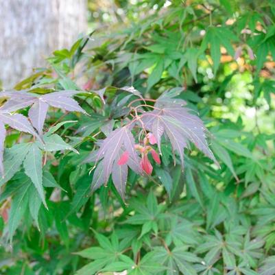 Acer palmatum Atrolineare (Filifera Purpurea)