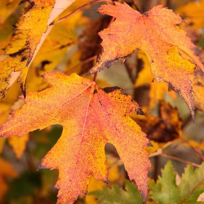 Acer rubrum Armstrong Gold&trade;