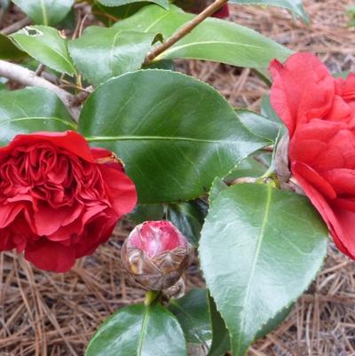 Camellia japonica Professor Sargent
