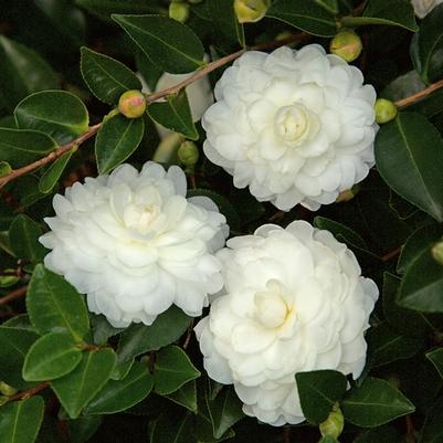 Camellia sasanqua October Magic&reg; White Shi-Shi