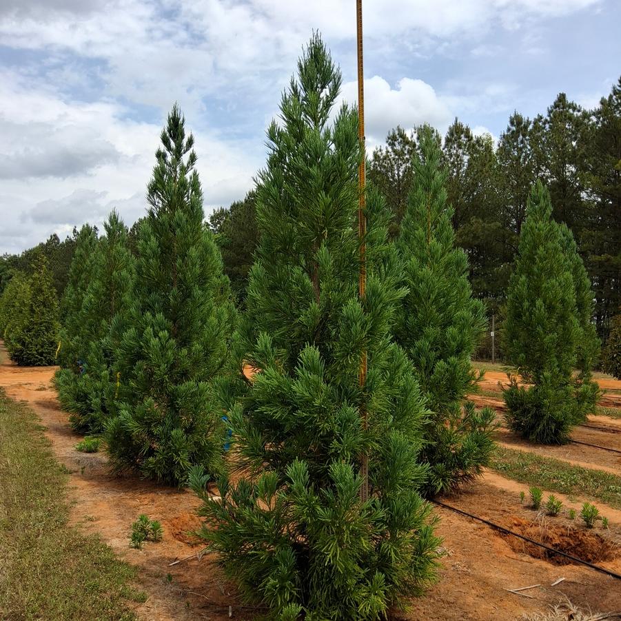 Cryptomeria japonica Radicans