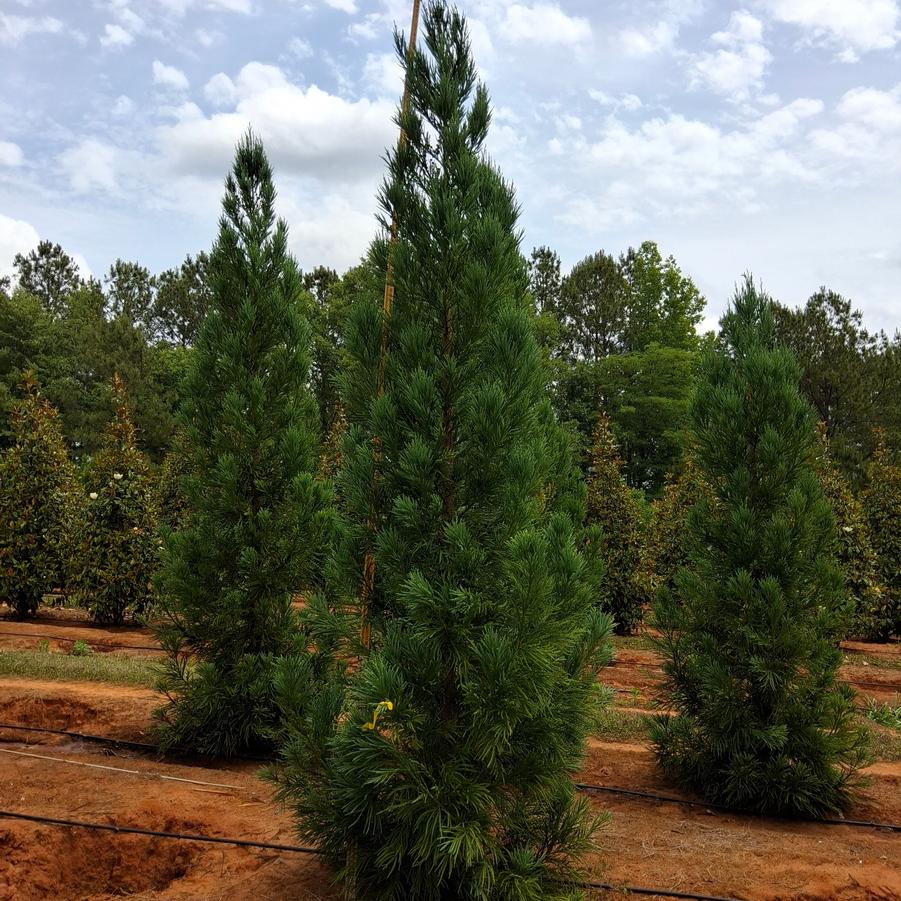 Cryptomeria japonica Radicans