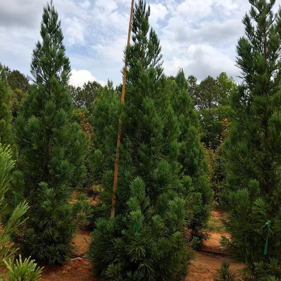 Cryptomeria japonica Radicans
