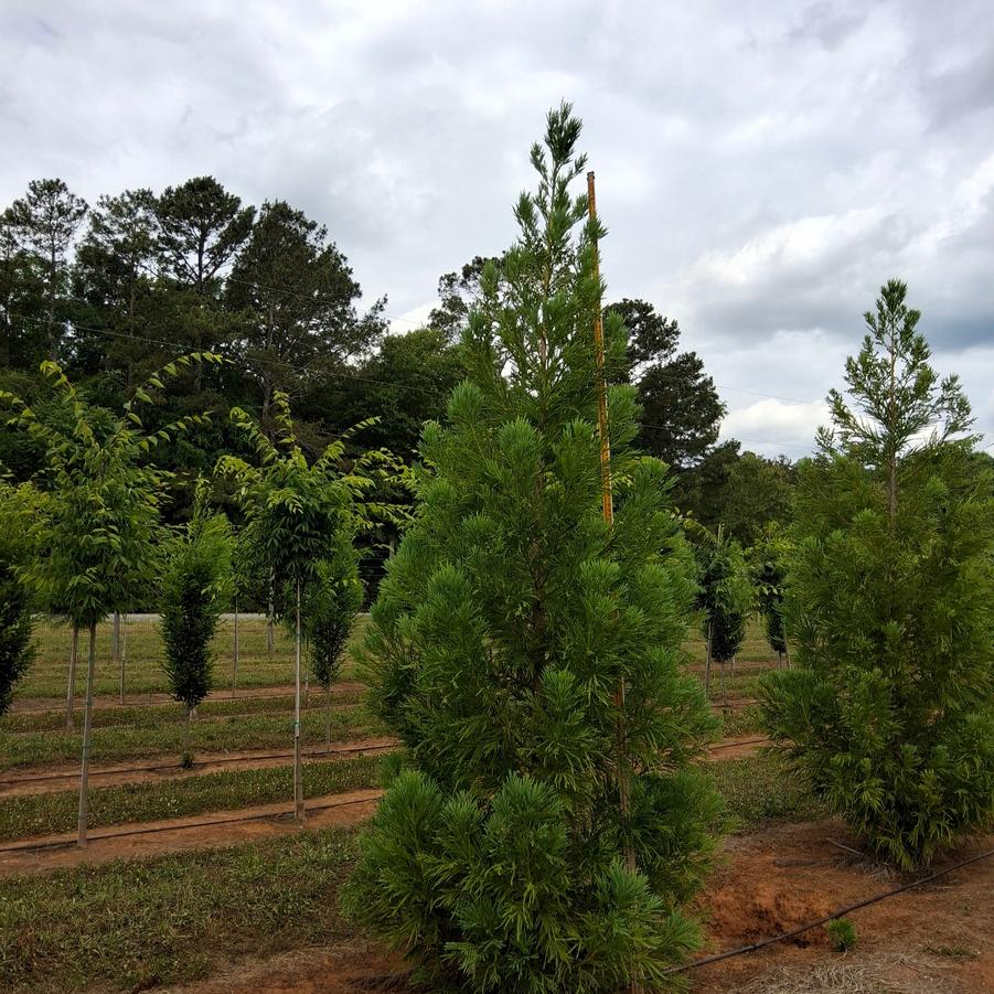 Cryptomeria japonica Yoshino