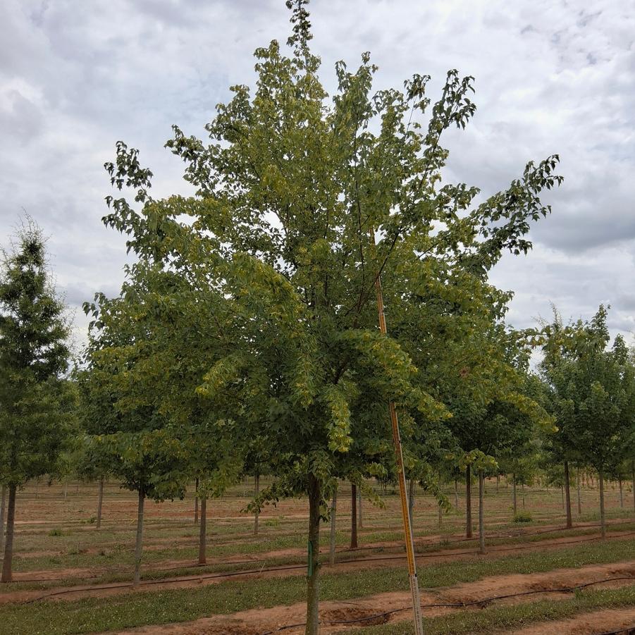 Acer buergerianum Aeryn&reg;