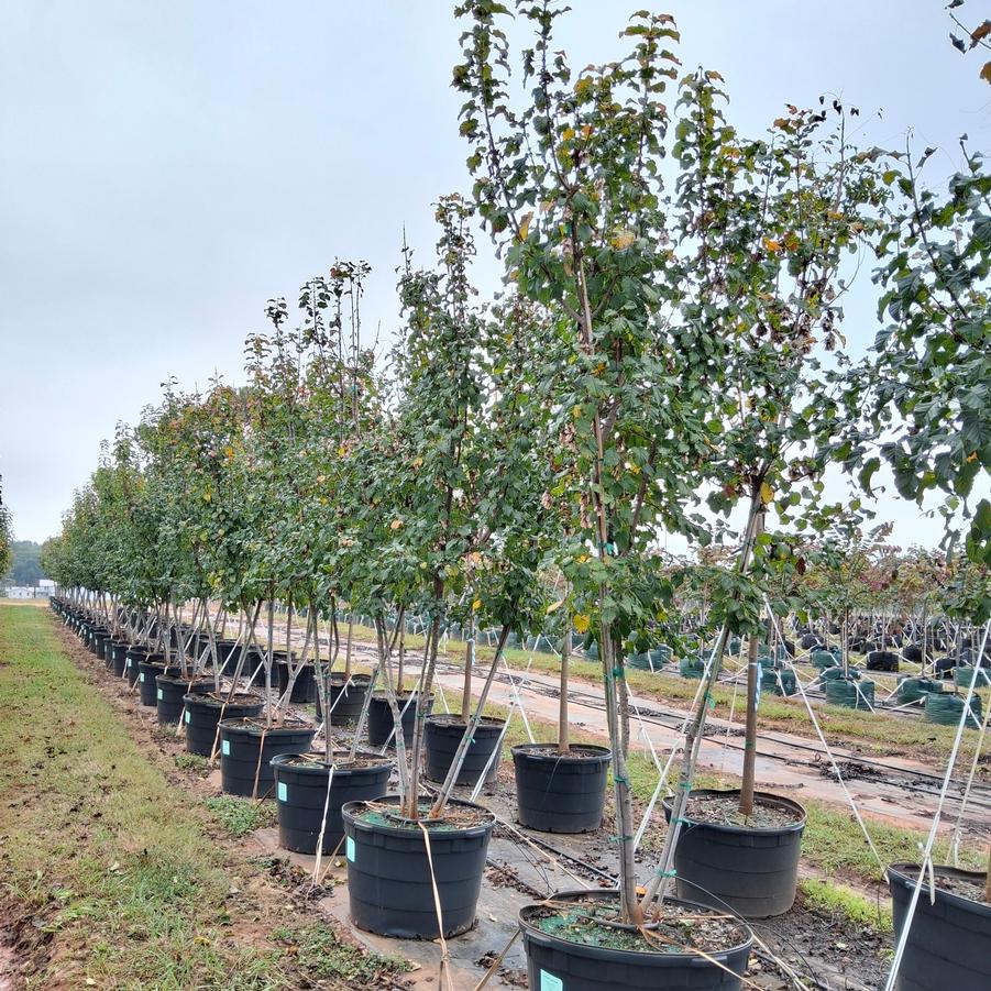 Acer tataricum Hot Wings&reg;