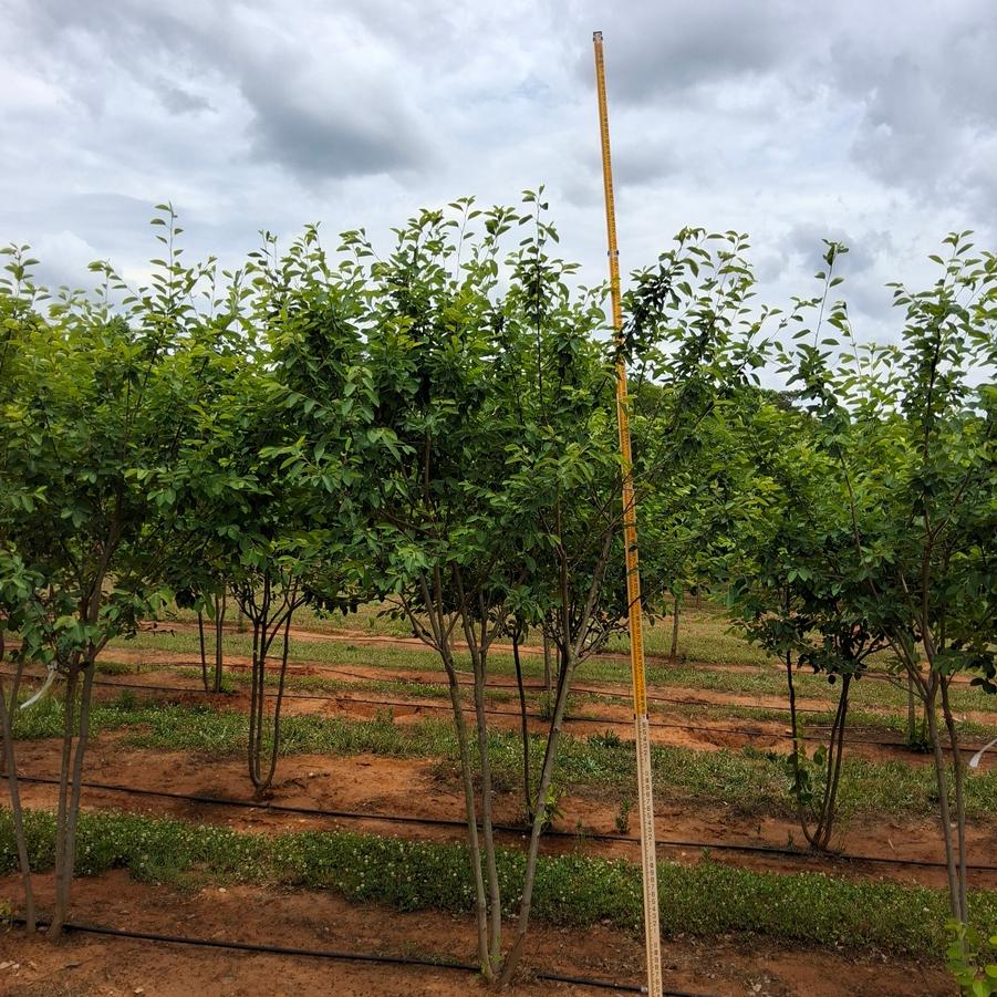 Amelanchier x grandiflora Autumn Brilliance&trade;