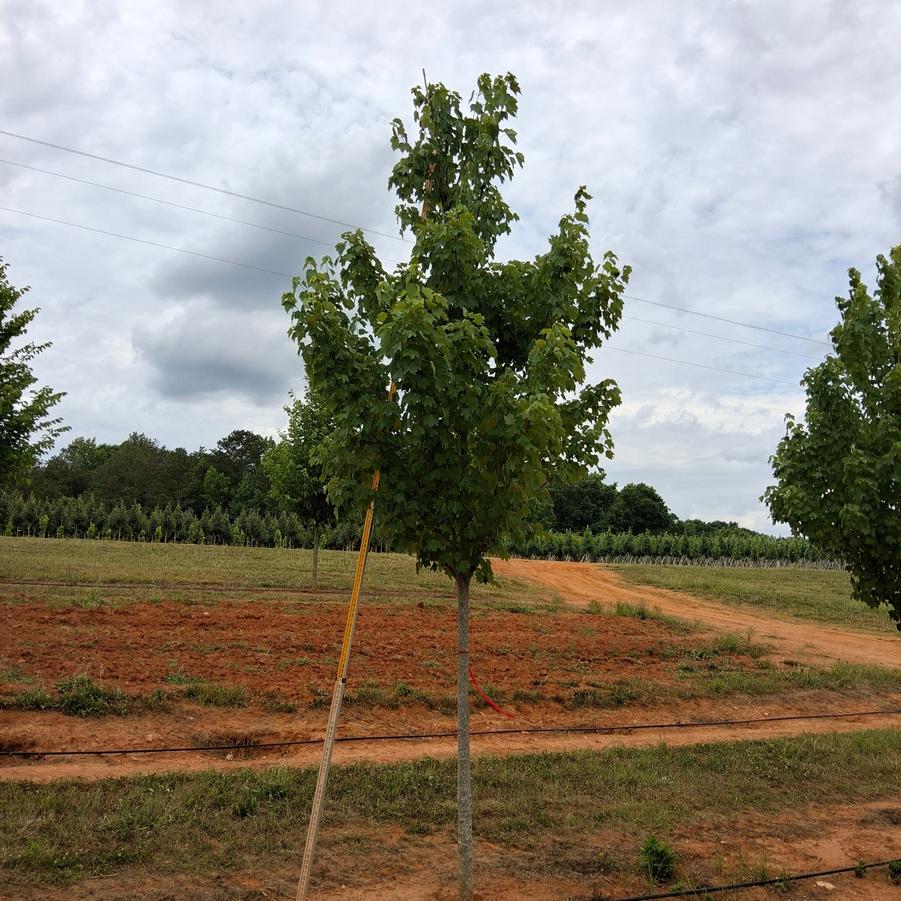 Acer rubrum Brandywine