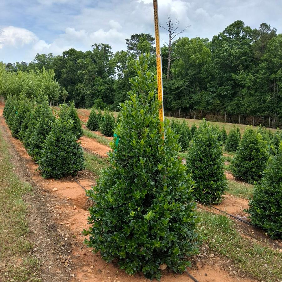 Ilex Nellie R. Stevens