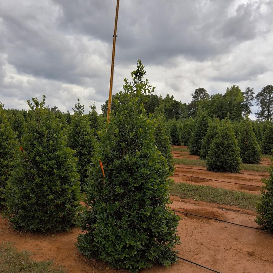 Ilex Nellie R. Stevens