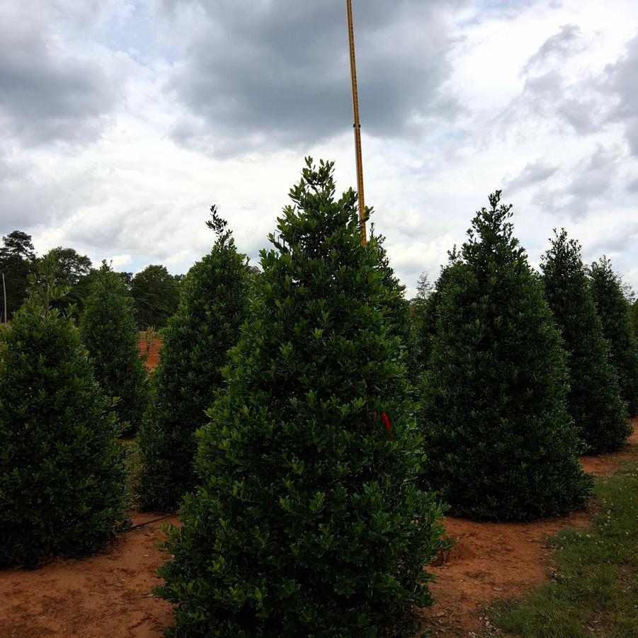 Ilex Nellie R. Stevens