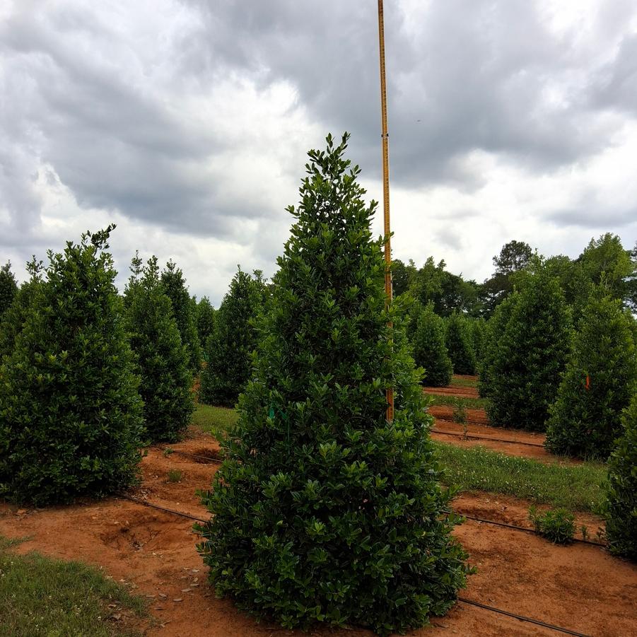 Ilex Nellie R. Stevens