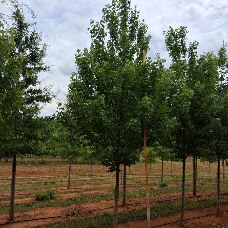 Acer rubrum Brandywine