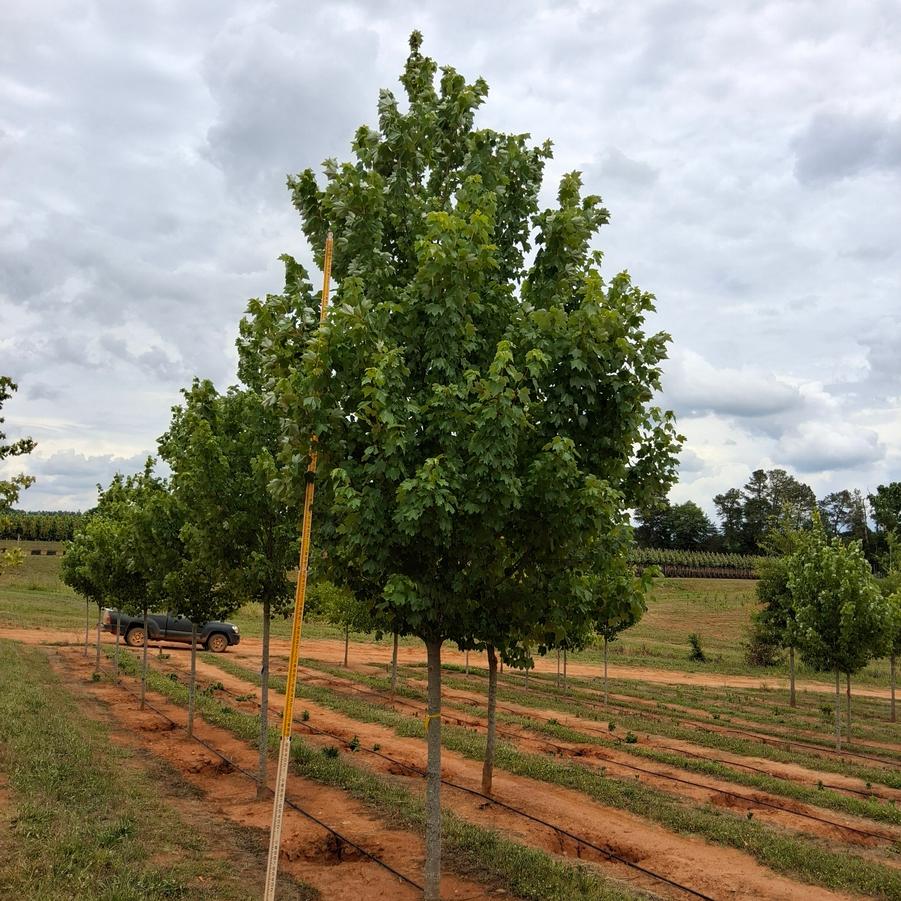 Acer rubrum Brandywine
